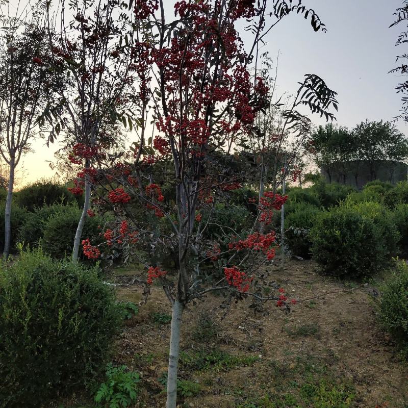 花楸苗，基地批发百花花楸苗和水榆花楸苗，质量好，价格实惠