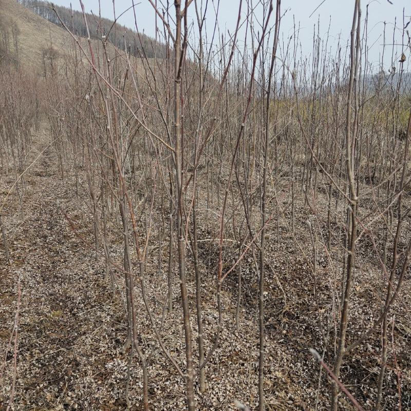 花楸苗，基地批发百花花楸苗和水榆花楸苗，质量好，价格实惠