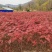 花楸苗，基地批发百花花楸苗和水榆花楸苗，质量好，价格实惠