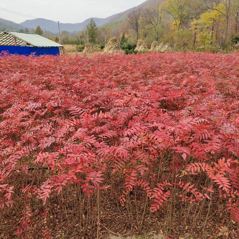 花楸苗，基地批发百花花楸苗和水榆花楸苗，质量好，价格实惠