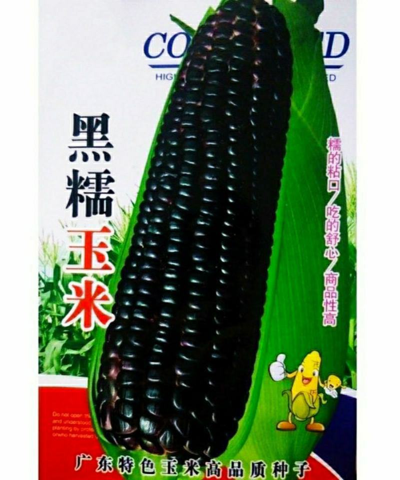 红甜糯玉米彩甜糯玉米黑美人黑玉米（可做种）