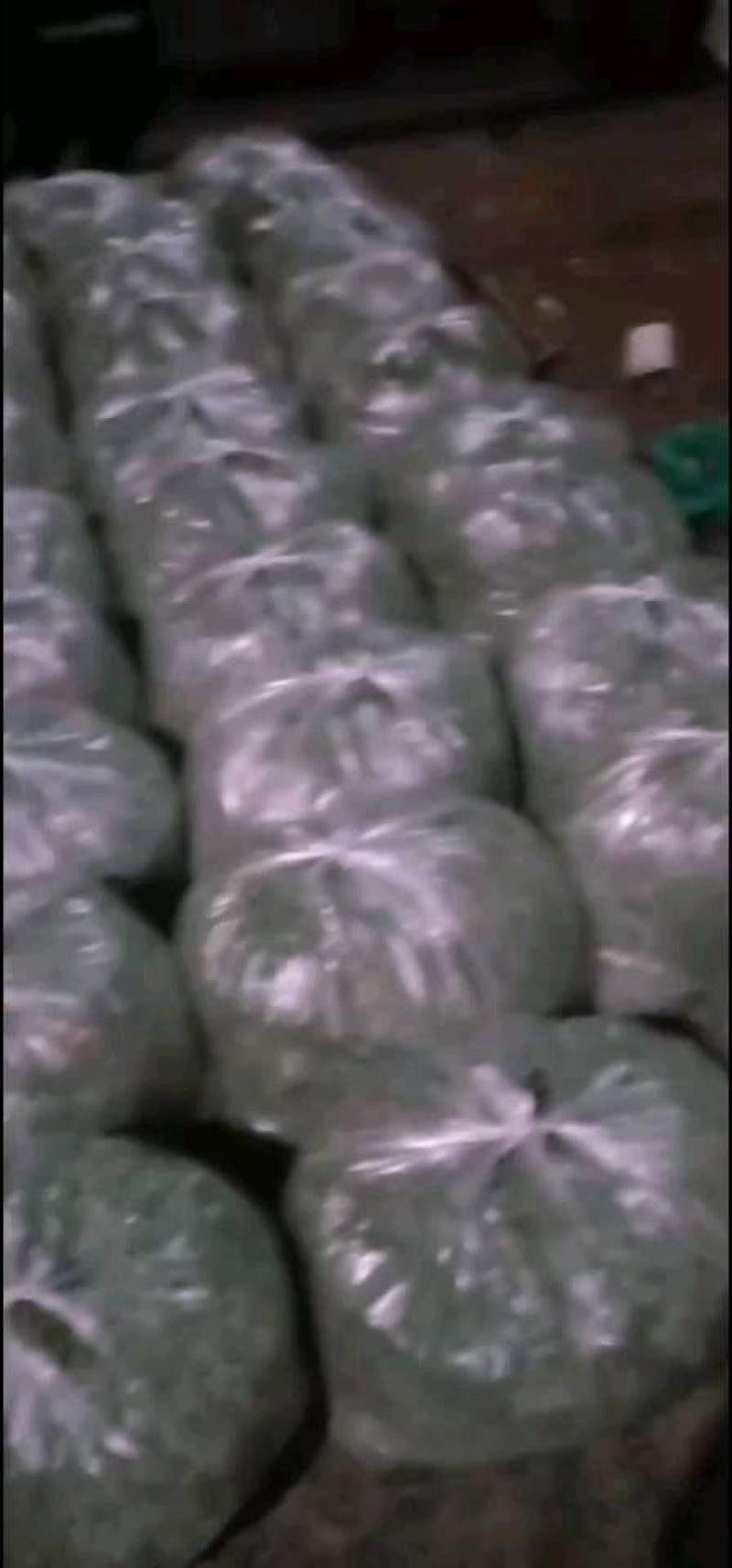 鲜茵陈：野生二月小苗晒干喝茶：零售批发一手货源手选货通货