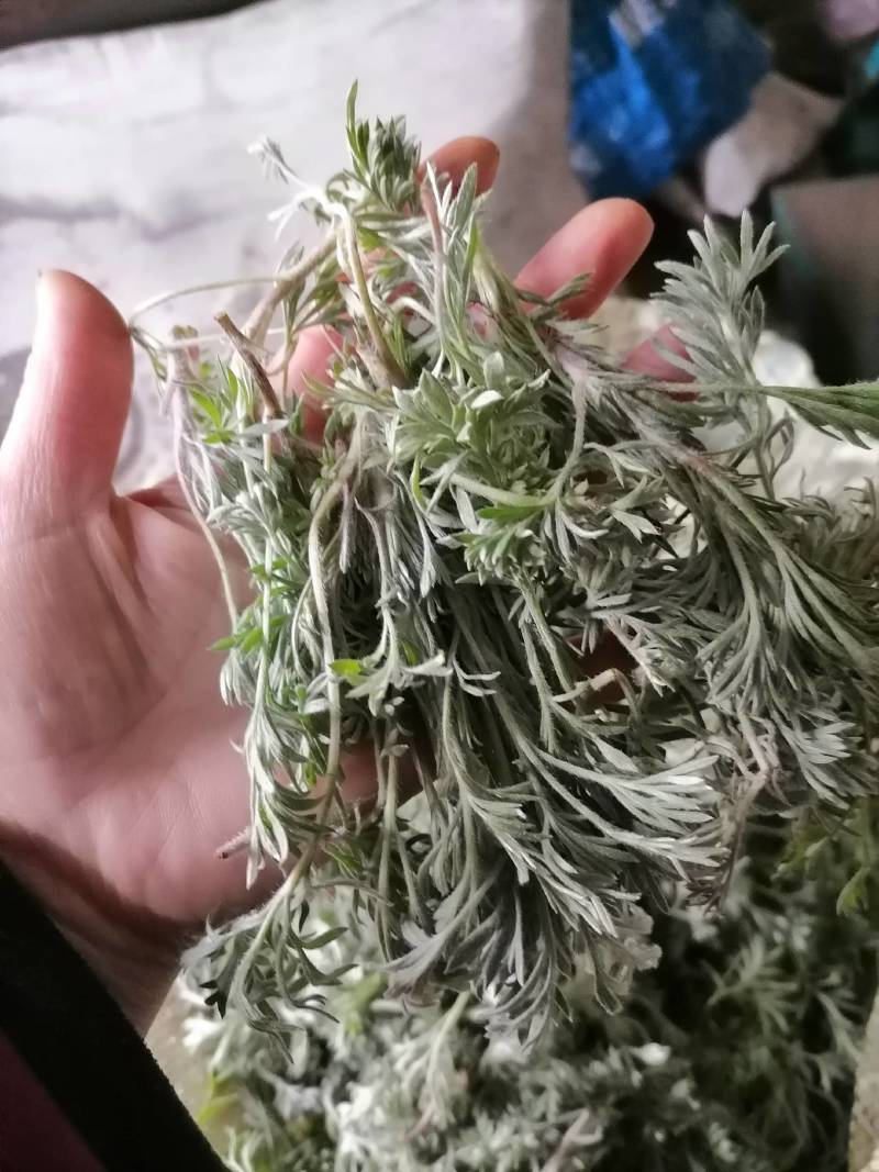 鲜茵陈：野生二月小苗晒干喝茶：零售批发一手货源手选货通货