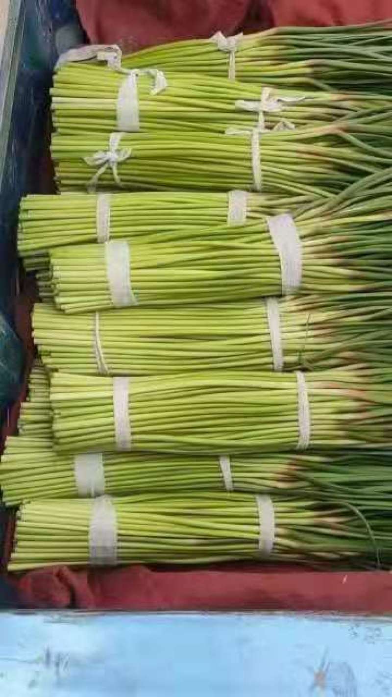 开封祥符精品红帽蒜薹大量供应一手货源量大从优