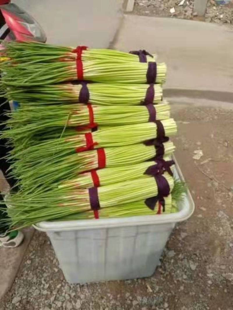 开封祥符精品红帽蒜薹大量供应一手货源量大从优