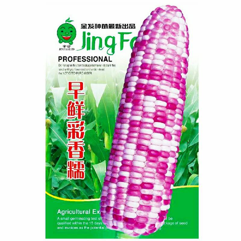 红甜糯玉米彩甜糯玉米黑美人黑玉米（可做种）