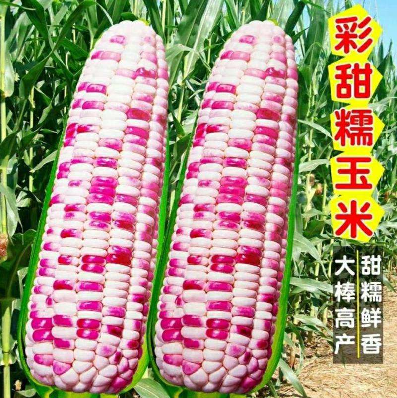 红甜糯玉米彩甜糯玉米黑美人黑玉米（可做种）