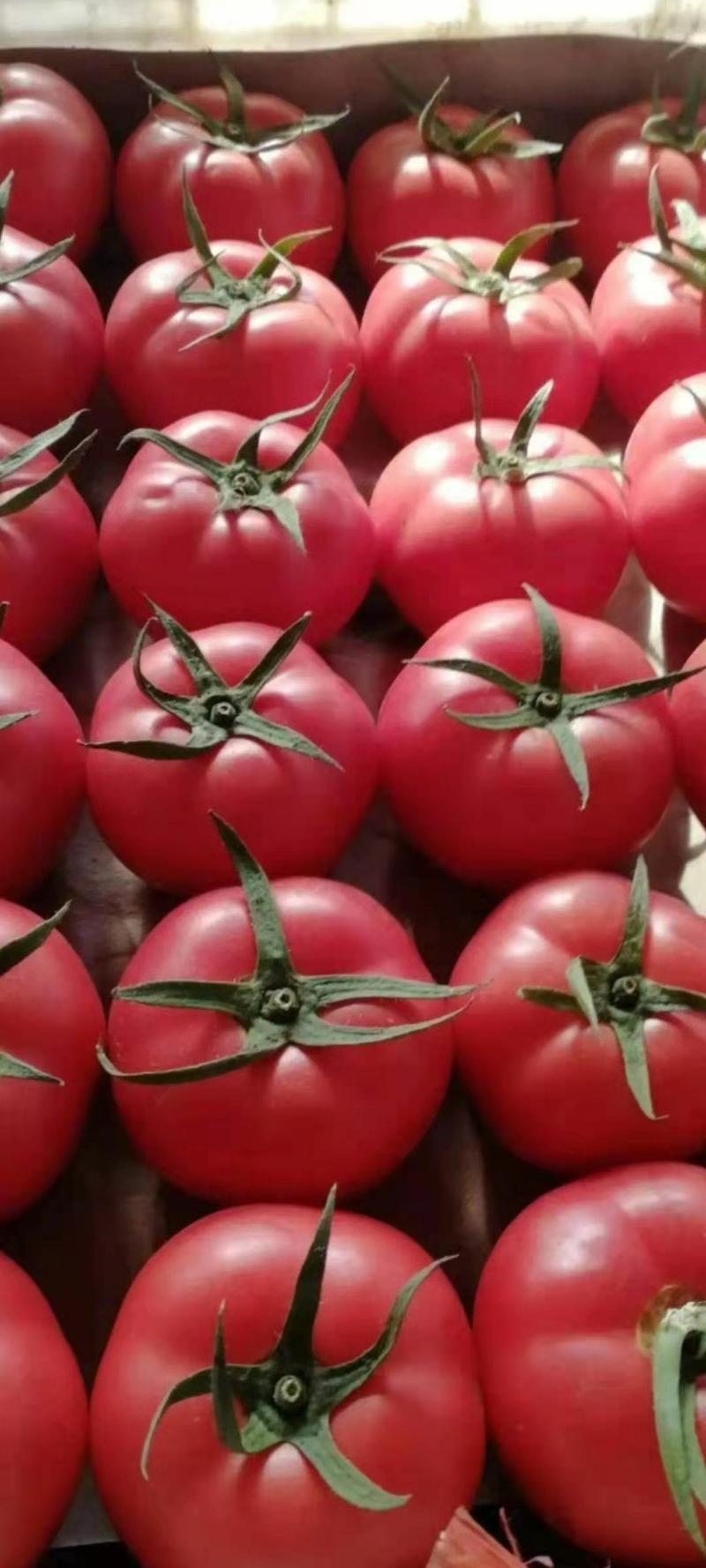 精品西红柿大量上市，个头均匀，色泽鲜亮，口感沙甜，耐运输