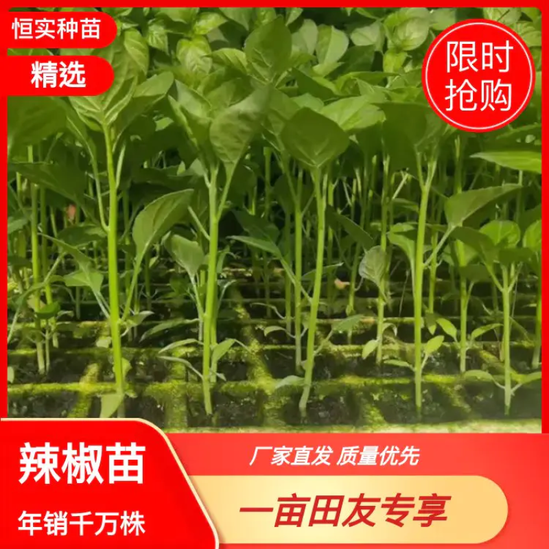 小米辣苗，线辣，油辣，专业育苗15年，根好，苗肥欢迎来电