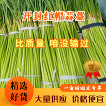 开封祥符精品红帽蒜薹大量供应一手货源量大从优