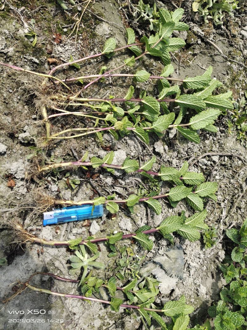 薄荷苗留兰香薄荷，胡椒薄荷【食用薄荷，药典品种】