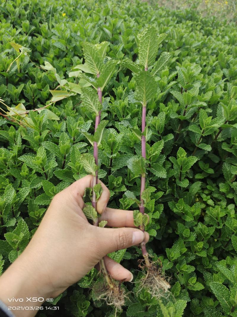 薄荷苗留兰香薄荷，胡椒薄荷【食用薄荷，药典品种】