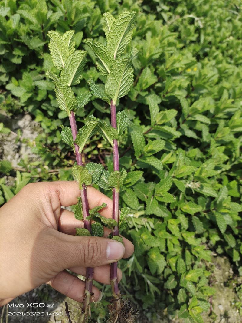 薄荷苗留兰香薄荷，胡椒薄荷【食用薄荷，药典品种】