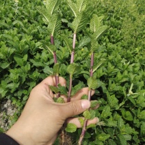 薄荷苗留兰香薄荷，胡椒薄荷【食用薄荷，药典品种】