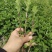 薄荷苗留兰香薄荷，胡椒薄荷【食用薄荷，药典品种】