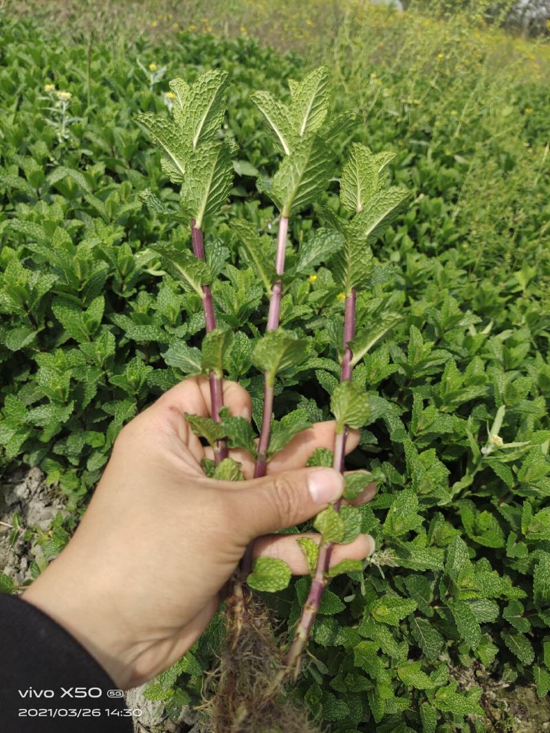 薄荷苗留兰香薄荷，胡椒薄荷【食用薄荷，药典品种】