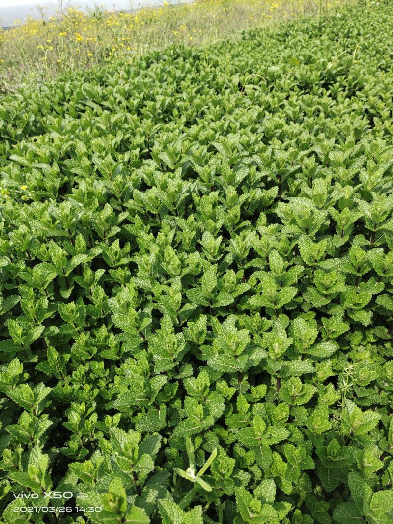 薄荷苗留兰香薄荷，胡椒薄荷【食用薄荷，药典品种】