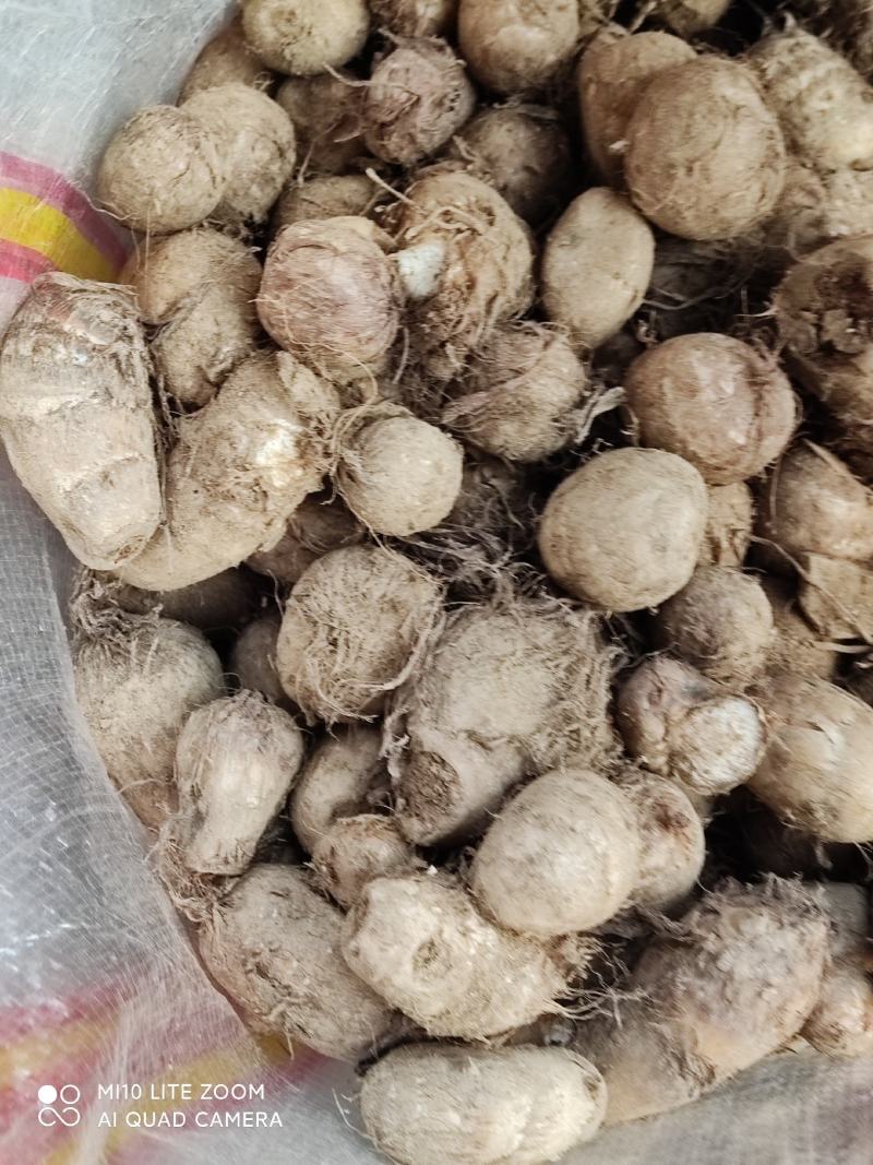 毛芋头大量供应可种植个头大口感香浓发往全国各地