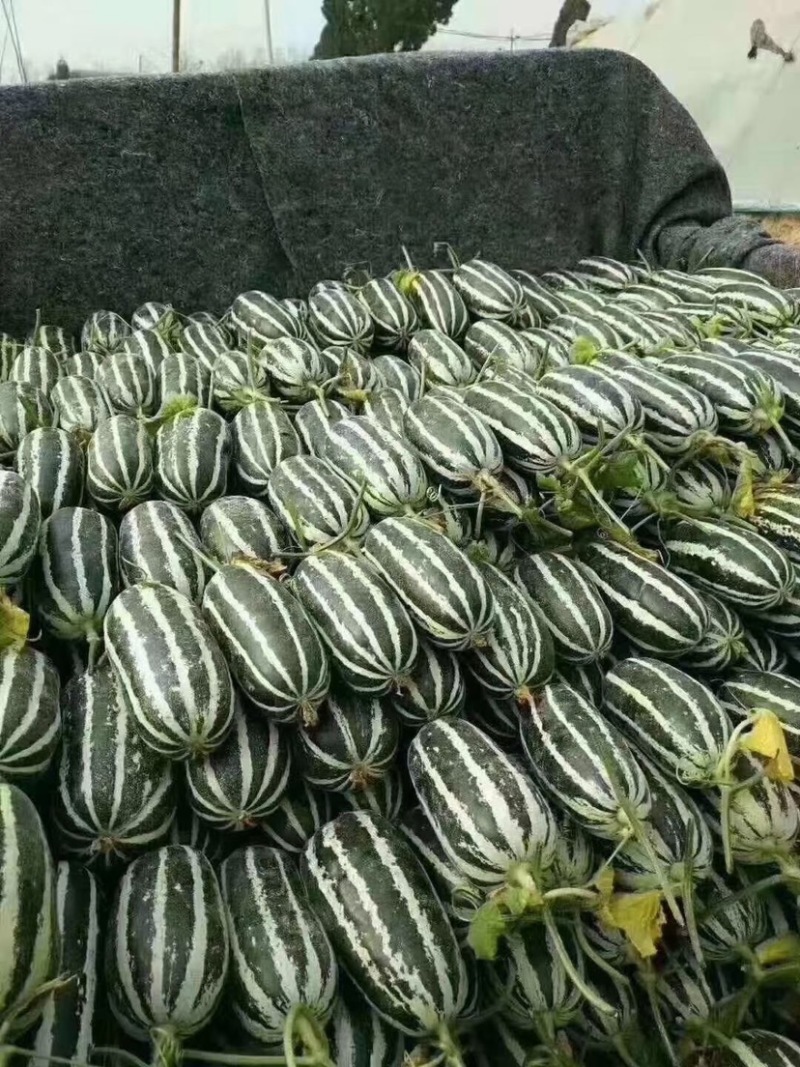 博洋9号甜瓜产地直供脆甜多汁货源充足保质保量