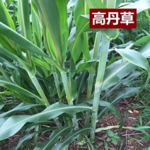 高丹草进口牧草草种，高产牛羊猪鱼都喜食
