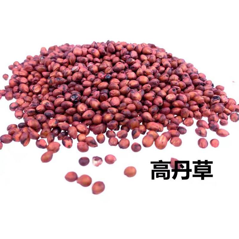 高丹草进口牧草草种，高产牛羊猪鱼都喜食