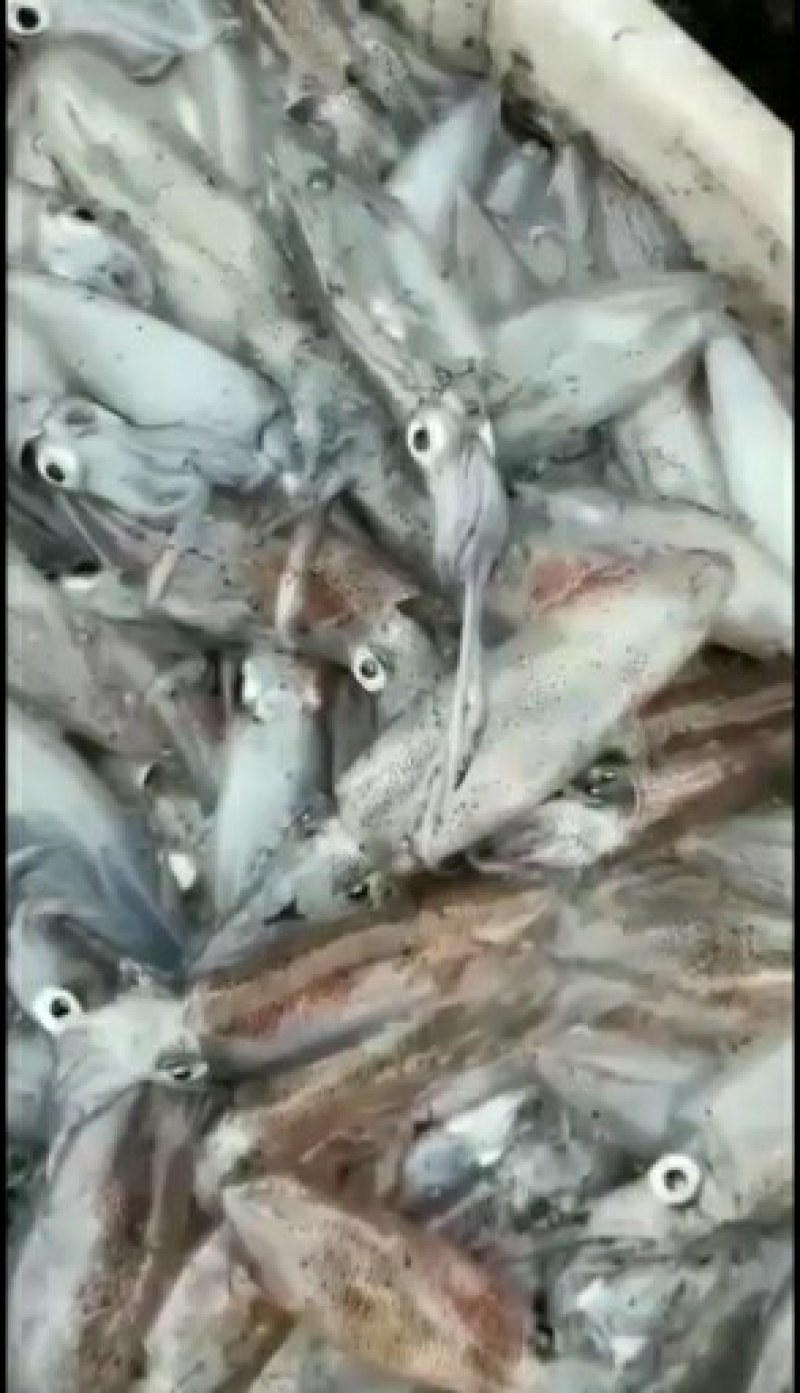 船冻鱿鱼，品质新鲜，肉厚口感脆，各个城市都有物流专线