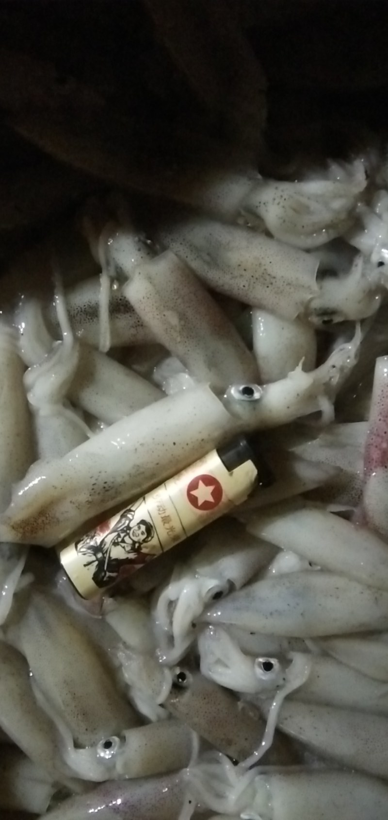 船冻鱿鱼，品质新鲜，肉厚口感脆，各个城市都有物流专线