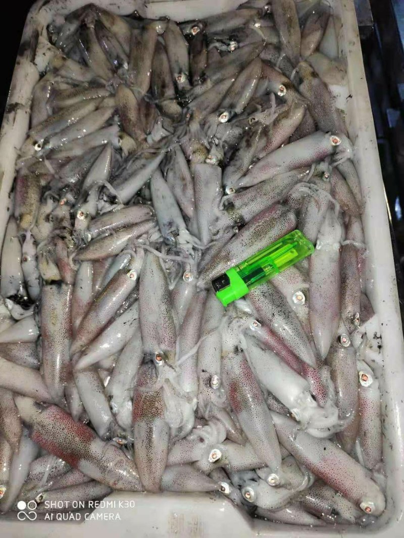 船冻鱿鱼，品质新鲜，肉厚口感脆，各个城市都有物流专线