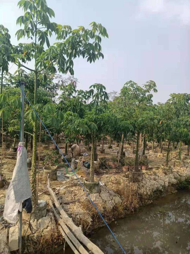 供应一批新货，美人树，木棉树
