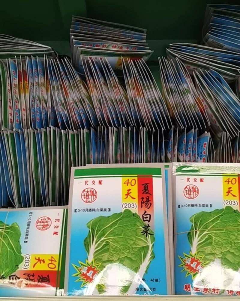 明生种业203夏阳白菜种子3-10月播种40天大白菜耐热