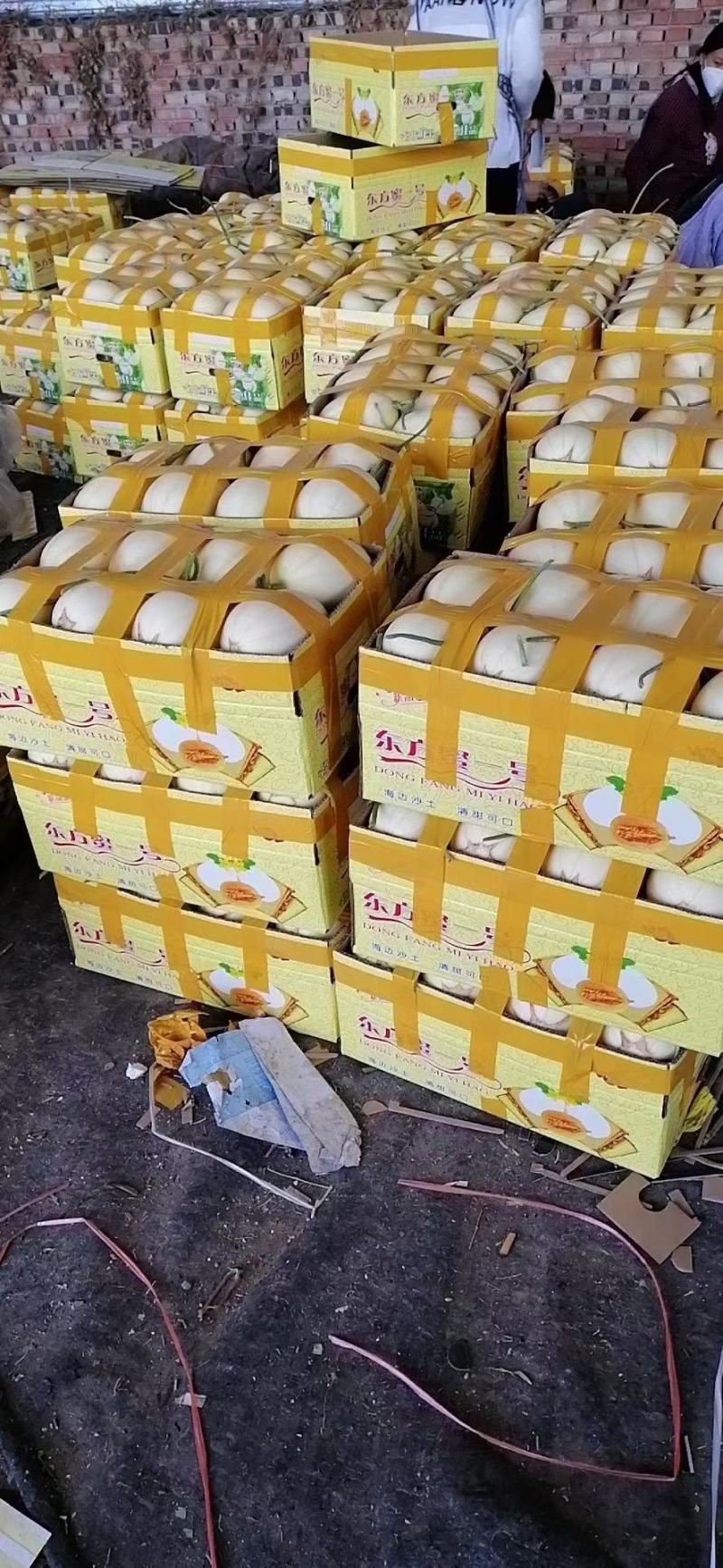东方蜜1号甜瓜东方蜜瓜大量供应实力代办