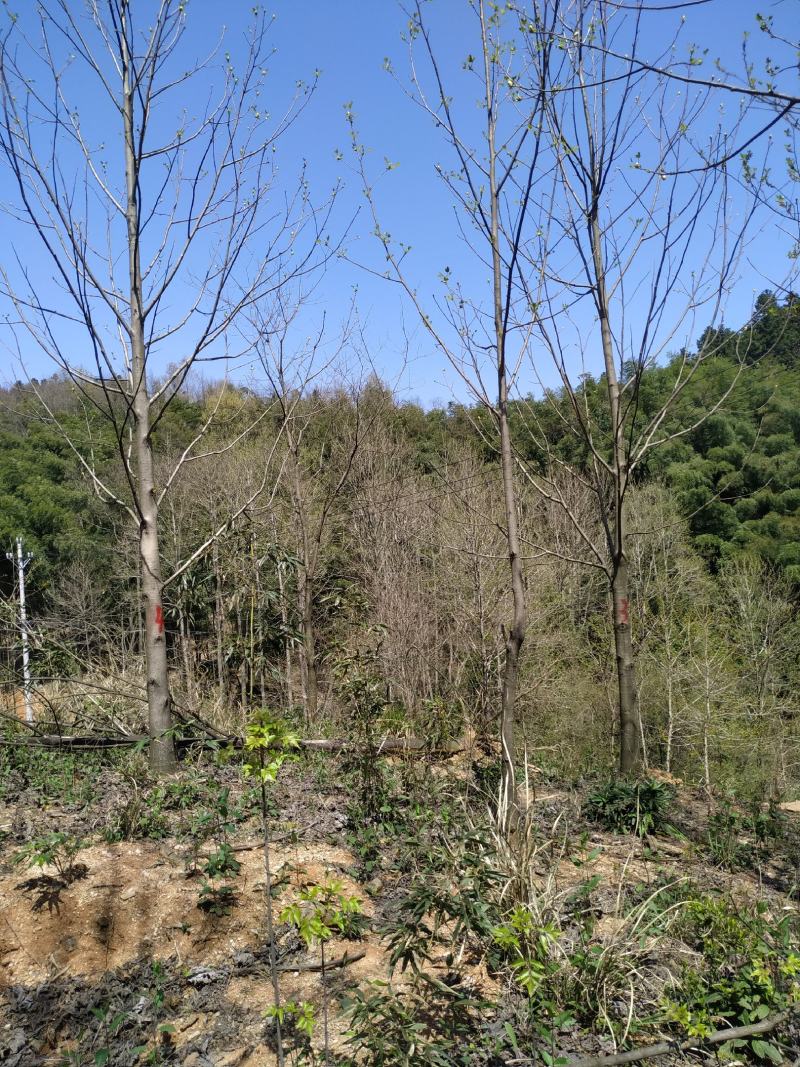 湖北马褂木10到15公分，原生冠，发冒冠