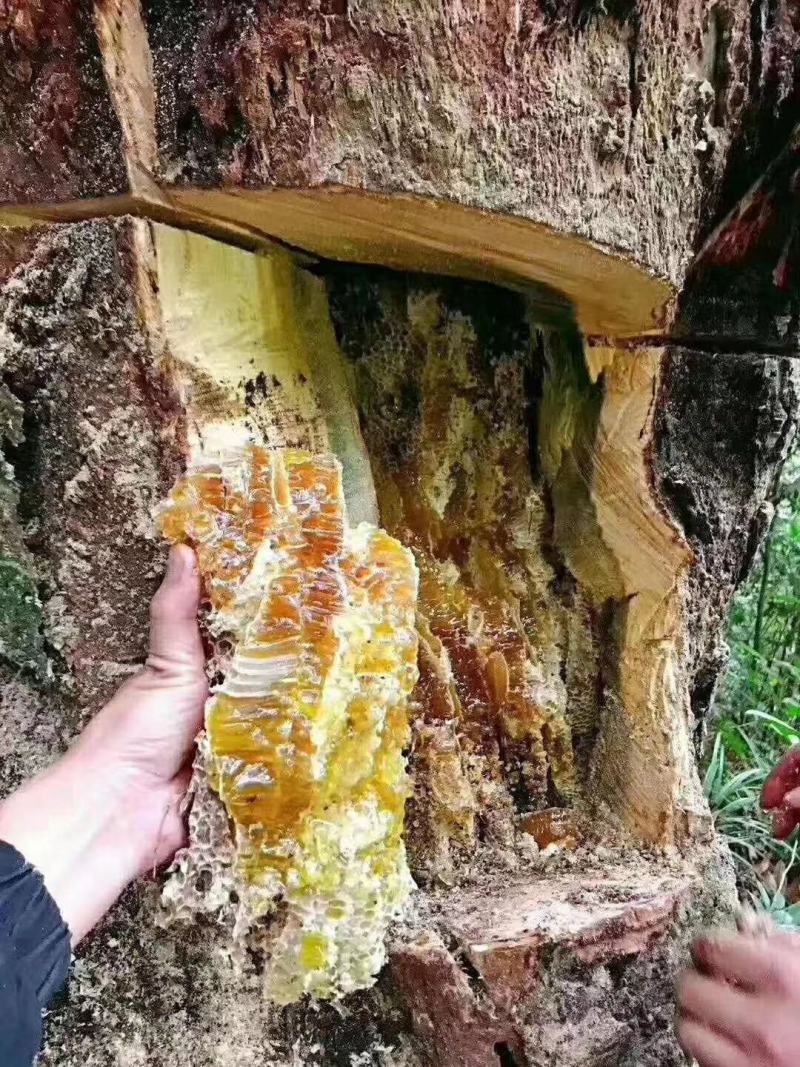 原生态蜂蜜海拔一千七无污染野生