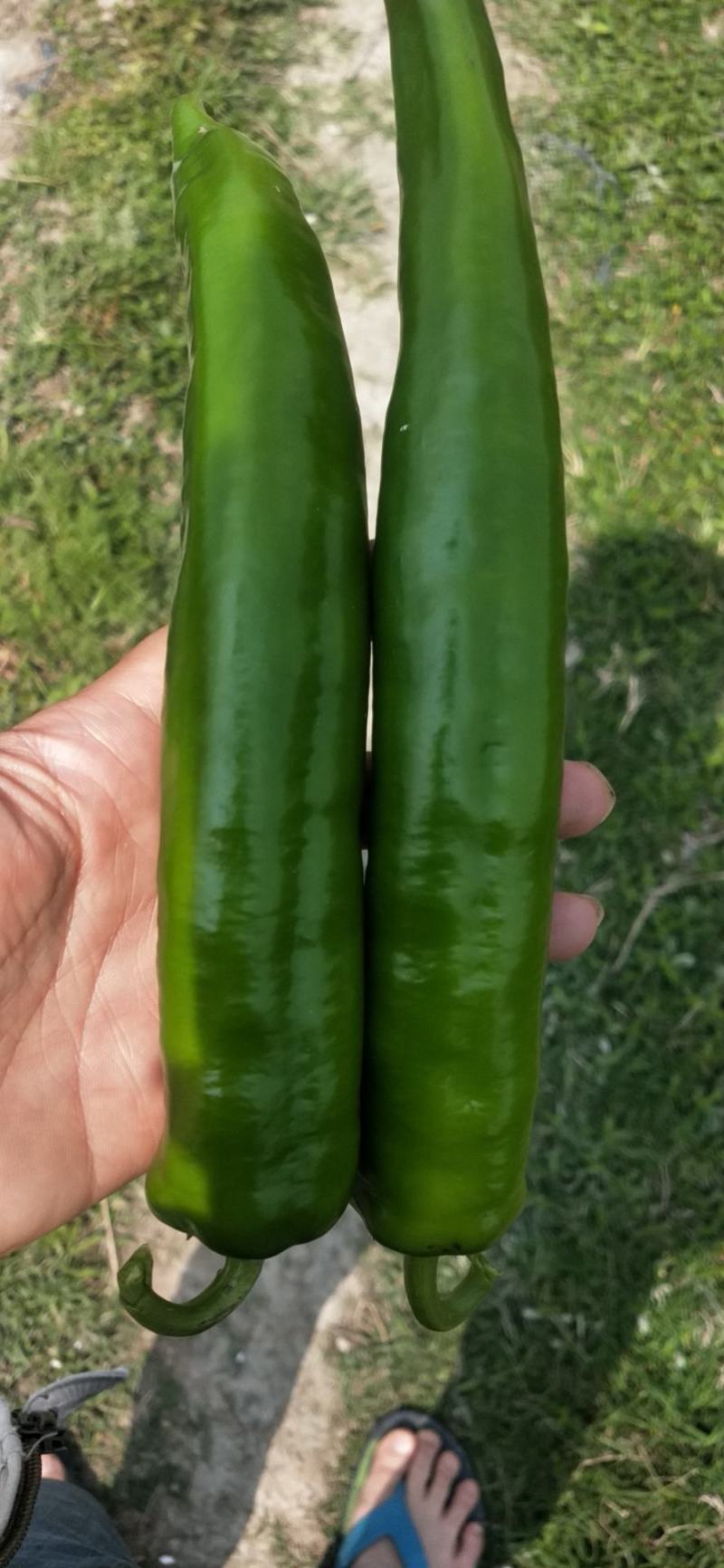 广东尖椒大量有货，质量好，可以整车，可以配货，欢迎订购