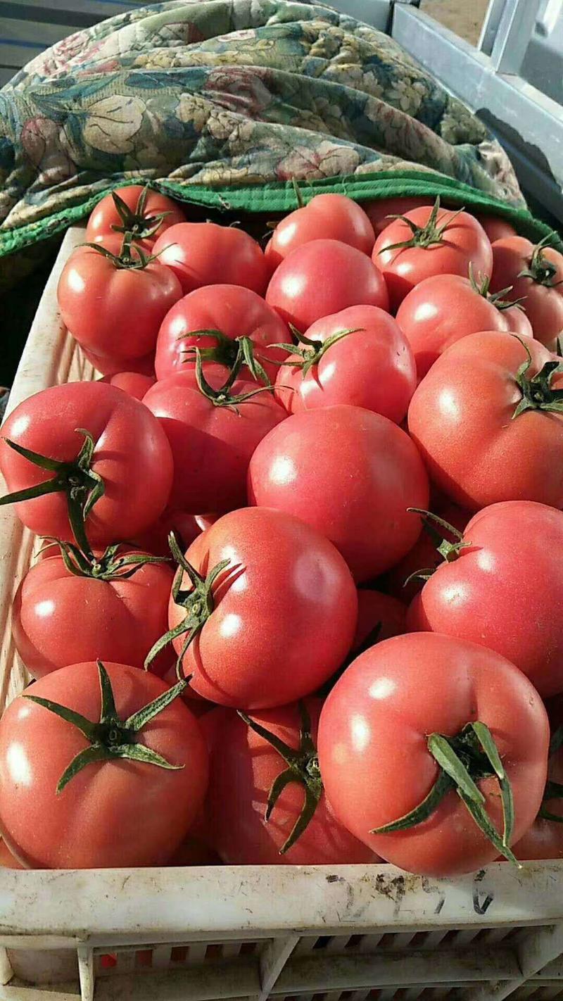 硬粉西红柿，个头均匀，色泽鲜亮，产地直供，货源充足