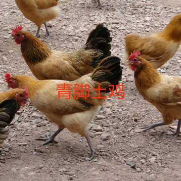 土鸡苗青脚厂家直销包品质疫苗运输路活技术