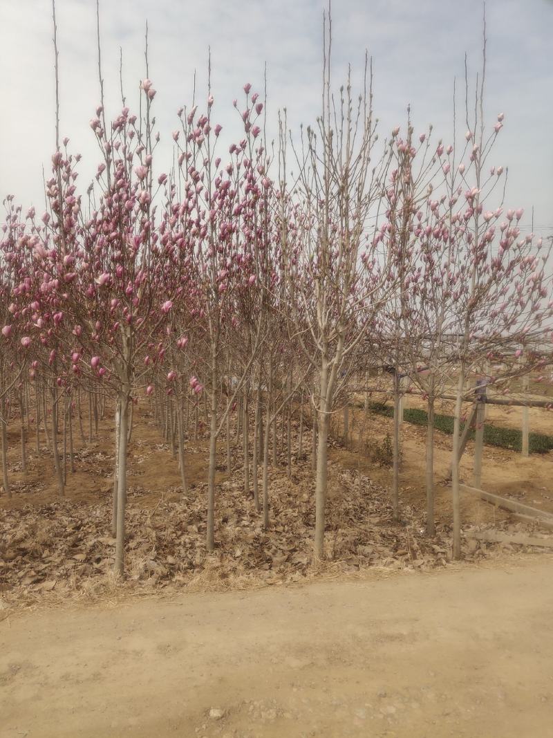 玉兰树各种规格-颜色全，可视频图片看货，种植基地直供