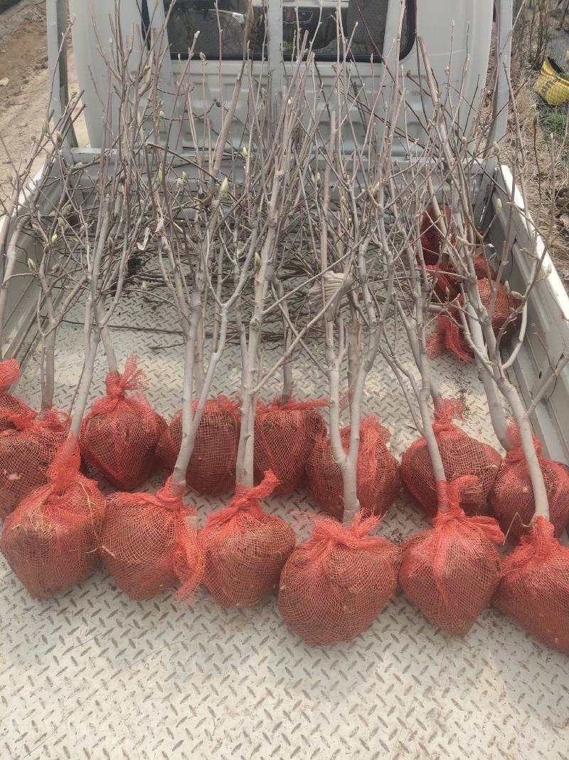 玉兰树各种规格-颜色全，可视频图片看货，种植基地直供