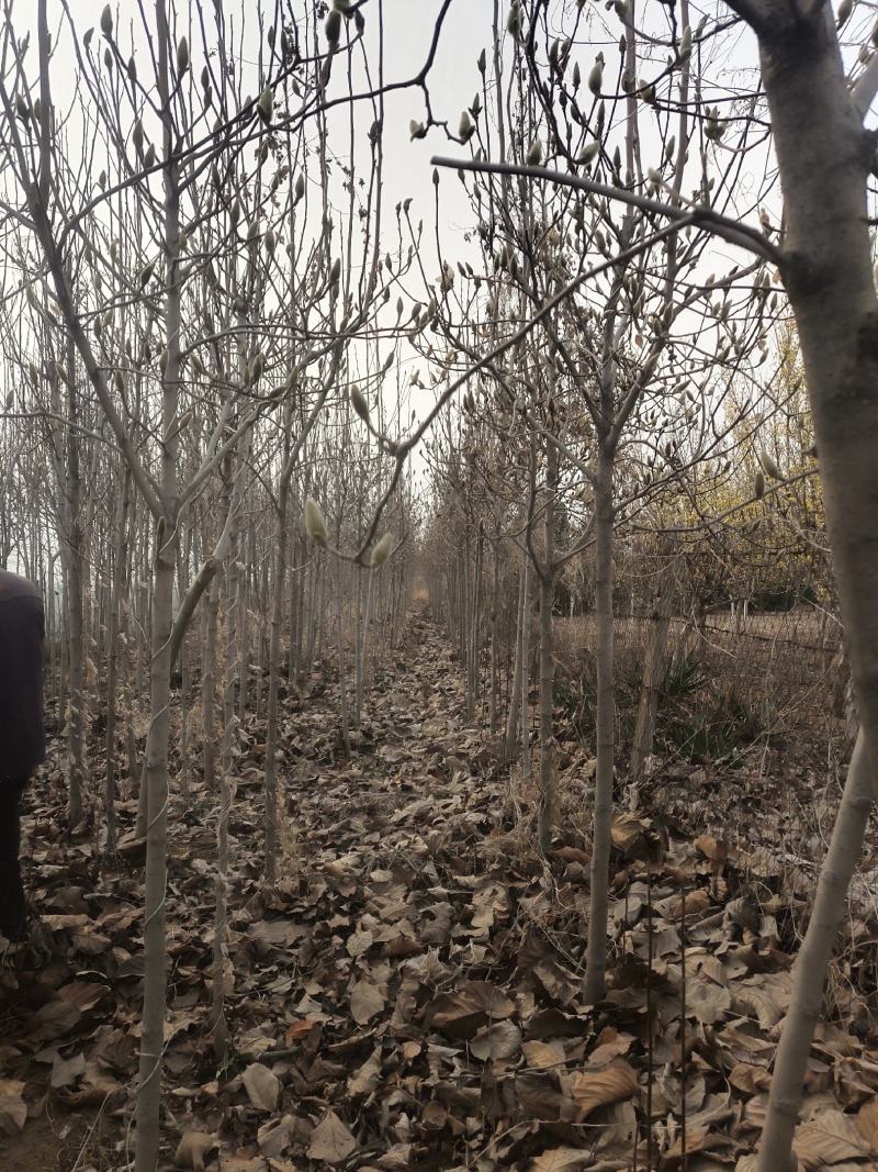 玉兰树各种规格-颜色全，可视频图片看货，种植基地直供