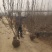 玉兰树各种规格-颜色全，可视频图片看货，种植基地直供