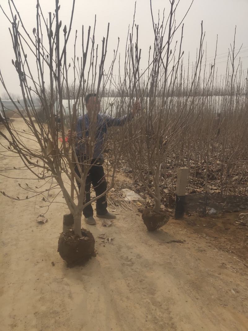 玉兰树各种规格-颜色全，可视频图片看货，种植基地直供