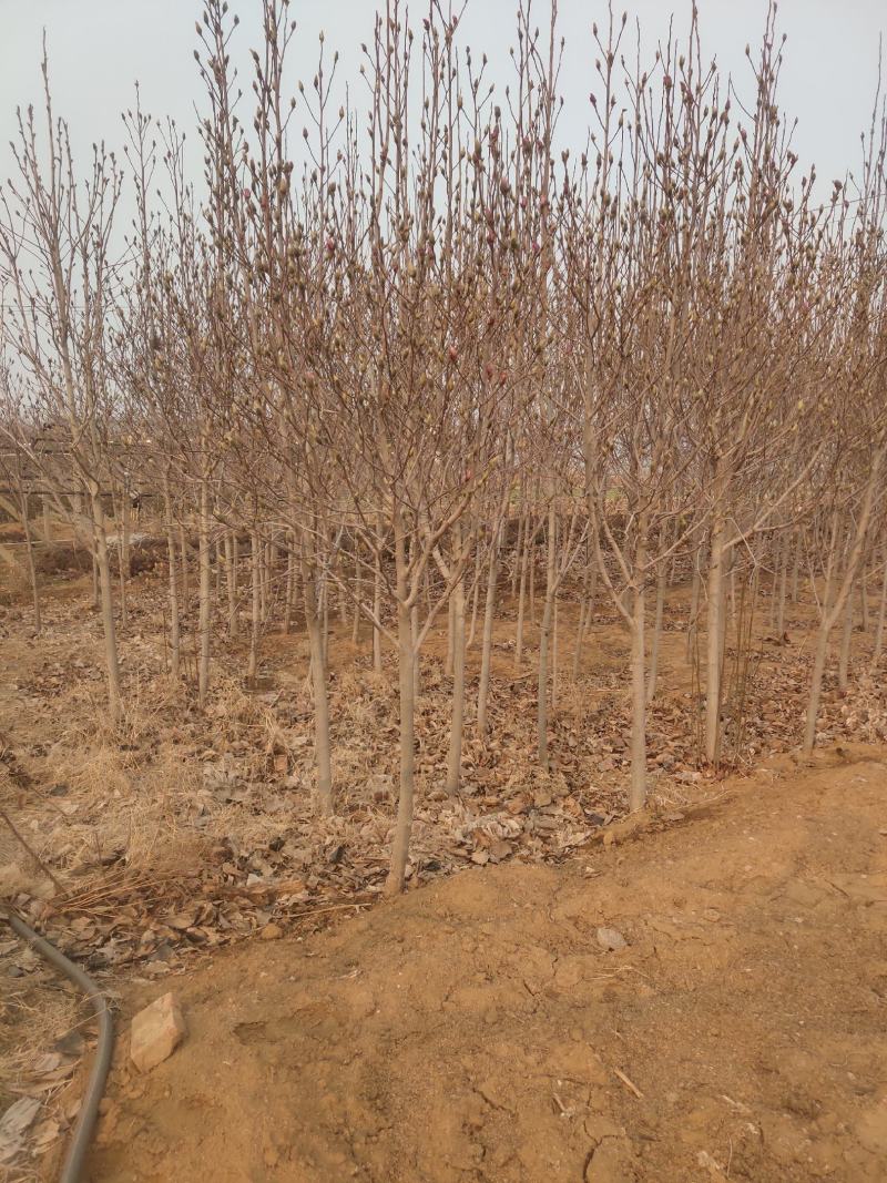 玉兰树各种规格-颜色全，可视频图片看货，种植基地直供