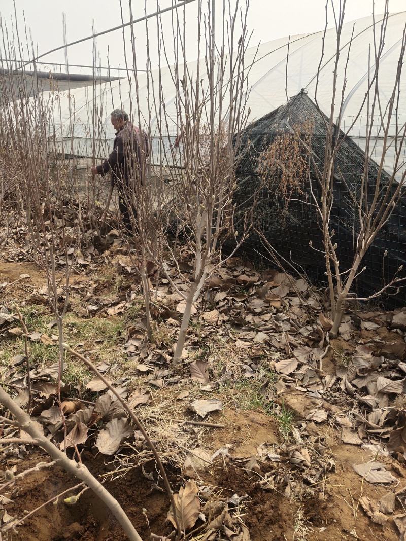 玉兰树各种规格-颜色全，可视频图片看货，种植基地直供