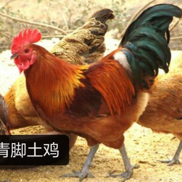 青脚土鸡公苗厂家直销包打马利克疫苗包运输包路途成活