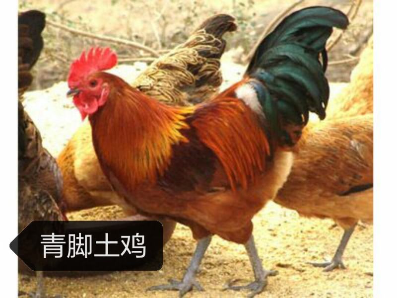 青脚土鸡公苗厂家直销包打马利克疫苗包运输包路途成活