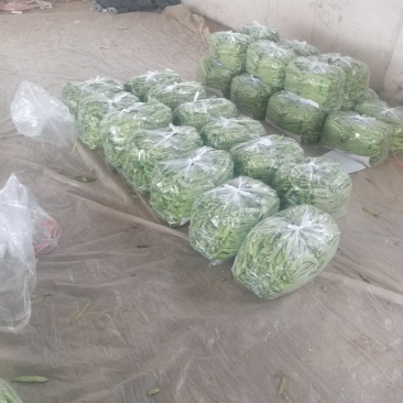 扁豆，绿扁豆，大量精品上市中