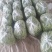 扁豆，绿扁豆，大量精品上市中