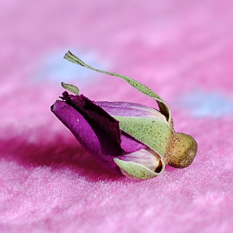 苦水玫瑰花茶天然无硫干玫瑰甘肃兰州永登紫玫瑰富硒花蕾