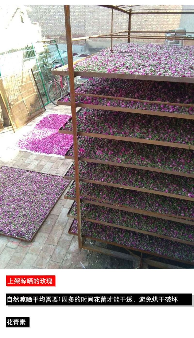 苦水玫瑰花茶天然无硫干玫瑰甘肃兰州永登紫玫瑰富硒花蕾