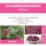 苦水玫瑰花茶天然无硫干玫瑰甘肃兰州永登紫玫瑰富硒花蕾